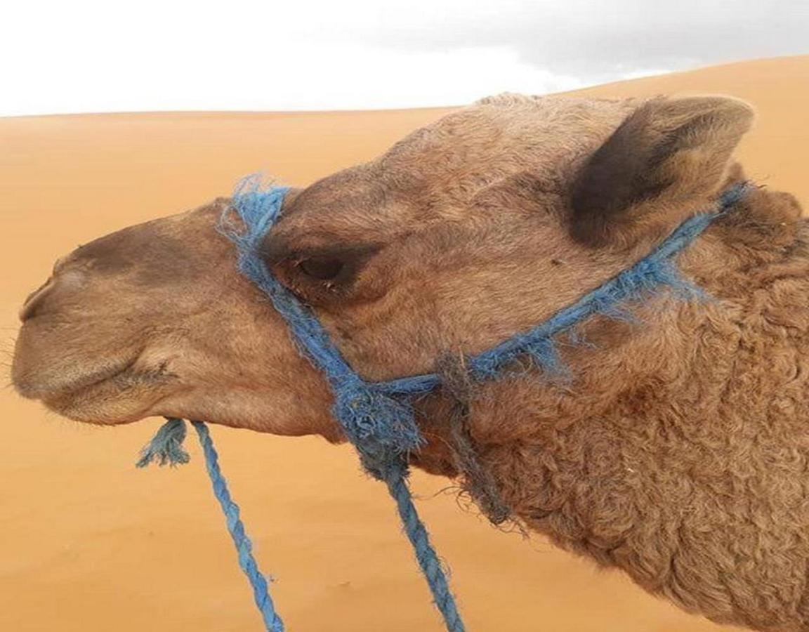 Camp Sahara Majestic Panzió M'Hamid Kültér fotó